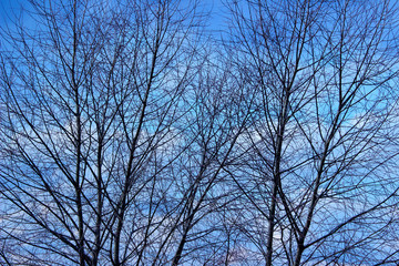 Abstract Nature Background. Cropped Shot Of Branches Over Blue Sky Background. Cropped Shot Of A Huge Forest. 