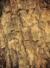 Vintage,retro wooden background,tree trunk 