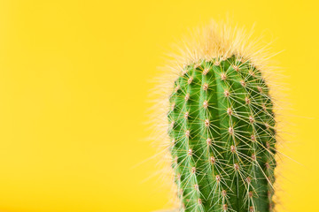 cactus on a yellow background