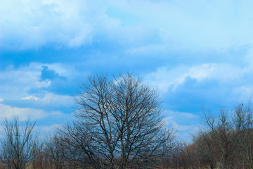 Fototapeta na wymiar Abstract Nature Background. Trees Over Blue Sky Background. Shot Of The Countryside At Springtime. 