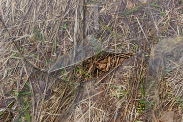Broken Glass On The Dry Grass.  Shattered Glass On The Ground. Abstract Background Textures. Splinters Of Broken Window.