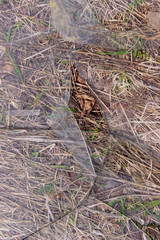 Broken Glass On The Dry Grass.  Shattered Glass On The Ground. Abstract Background Textures. Splinters Of Broken Window.