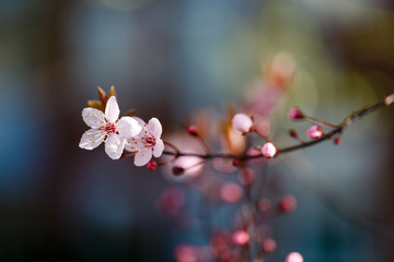 Obraz premium zwei schöne Kirschblüten vor einem blauen soften Hintergrund