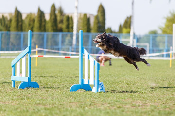 Dog jumping over hurdle in agility