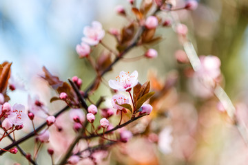 Fototapeta na wymiar Blühender Kischbaum. Zweig mit kleinen pinken Kirschblüten.