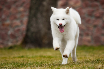Akita Inu dog on a walk in the park