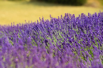Obraz na płótnie Canvas flourishing fields of lavender