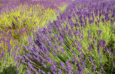 flourishing fields of lavender