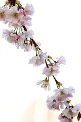 Kirschblütenzweig blühenden Blüten