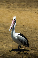 einzelner Pelikan Vogel am Strand