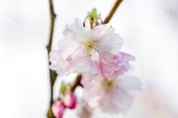 schöne Kirschblüte in Nahaufnahme, weiß rosa