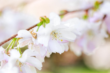 Nahaufnahme von Kirschblüten am Zweig