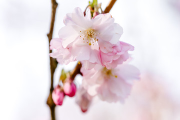 schöne Kirschblüte in Nahaufnahme, weiß rosa
