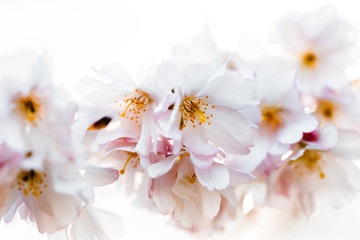 Fototapeta na wymiar zert rosa Kirschblüten mit gelben Staubgefäßen