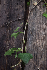 Old Wood Fence