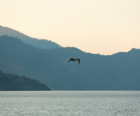 Fototapeta na wymiar Heron flying in front of mountainous lake