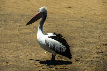 einzelner Pelikan Vogel am Strand