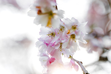 rosa Kirschblüte, unscharfe Kirschblüten im Hintergrund