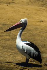 einzelner Pelikan Vogel am Strand