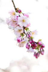 Naklejka na ściany i meble japanische Zierkirsche Kirsche in voller Blüte, Frühling