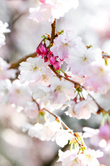 Obraz premium Ast mit kleinen rosa Kirschblüten und pinken Knospen, Zierkirsche im Frühling