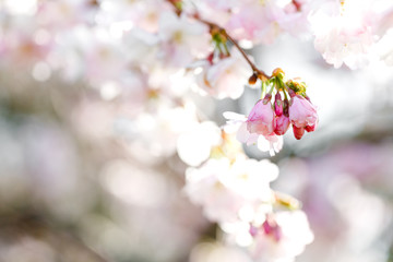 Kirscheblütenknospen am Zweig, Frühling