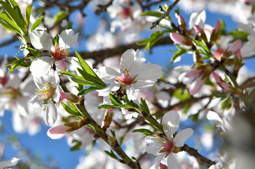 fresh white spring flower petals