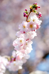 Fototapeta premium kleiner Kirschblütenzweig, Kirscblüten mit Knospen, Frühling