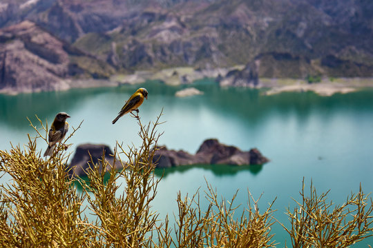 Aves en el Ca&ntilde;&oacute;n del Atuel