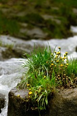 stream in the forest with yellow flowers 
