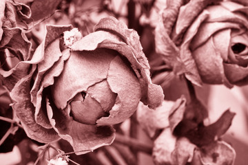 Obraz premium Roses dried flowers Interior decoration Limited depth of field Tinted black and white image