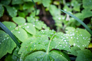 Nahaufnahme von Wassertropfen auf einer Pflanze