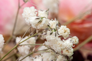 Roses dried flowers Interior decoration Limited depth of field