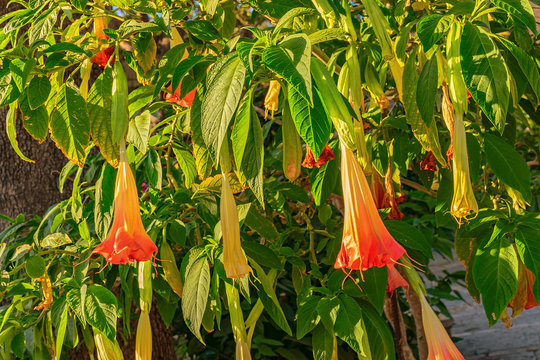 Exotic vibrant yellow and pink Brugmansia Angel's Trumpet flowering shrub (Datura, Brugmansia Candida). Rhodes, Greece.