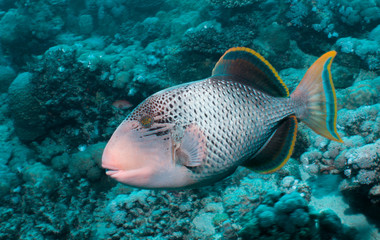 Fototapeta na wymiar Yellowmargin Triggerfish