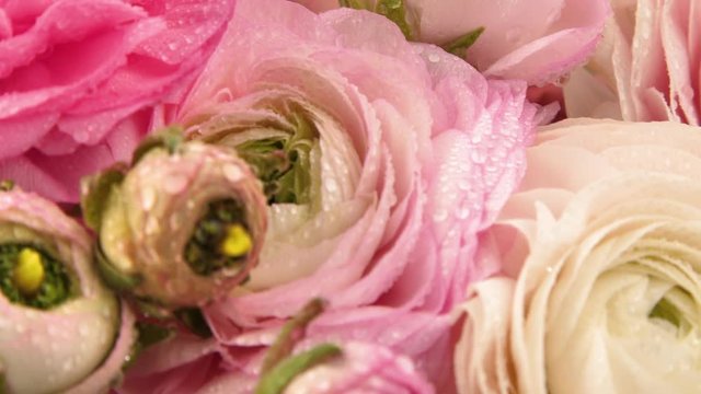 Persian buttercup. Bunch pale pink ranunculus flowers light background. 4k video Footage