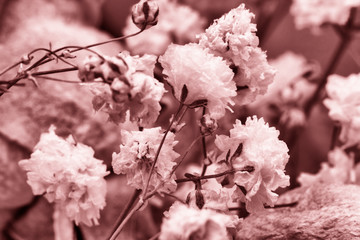 Roses dried flowers Interior decoration Limited depth of field Tinted black and white image