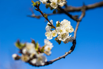 White cherry blossoms on blue sky background