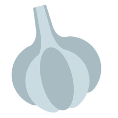 Garlic flat illustration on white