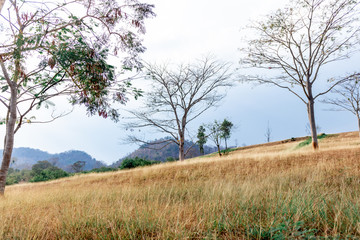 Obraz premium tree in the field