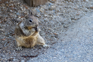 Closeup california ground squirrel spermophilus beecheyi on the roadside