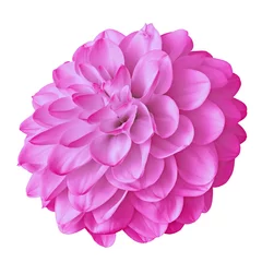 Fototapeten flower pink dahlia isolated on white background with clipping path. Close-up. Nature. © afefelov68