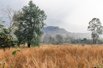 Obraz premium trees in forest