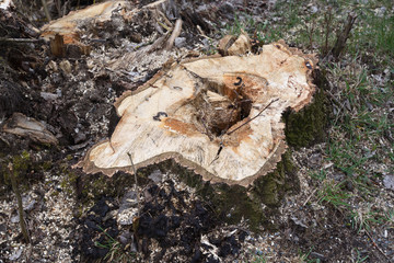 stump of a rotten hollow tree