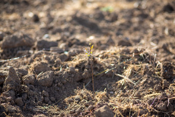 plant in soil