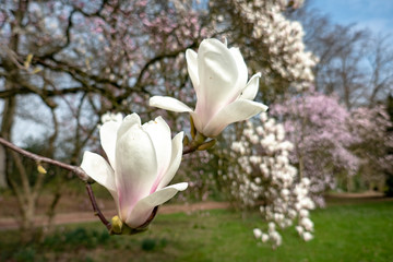 White magnolia flowers with magnolia trees in the background
