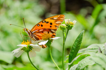 Side View Of Agraulis Vanillae Butterfly