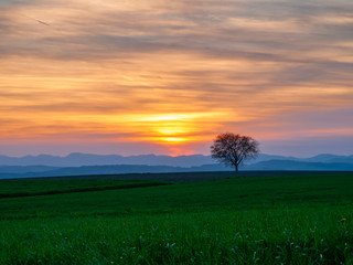 Baum im Sonnenuntergang