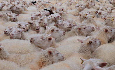 Mallorca / Spain - January 18 2018: Detail on a flock of sheeps as they walk towards their pasture