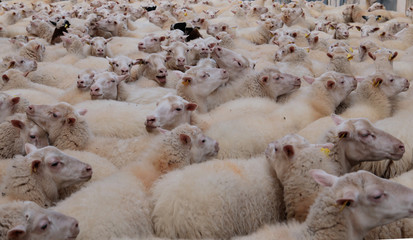 Mallorca / Spain - January 18 2018: Detail on a flock of sheeps as they walk towards their pasture